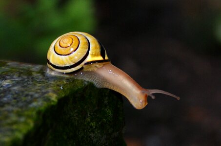 Close up mollusk snail shells photo