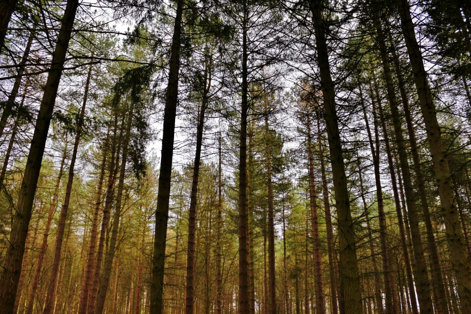 Landscape tree forest landscape