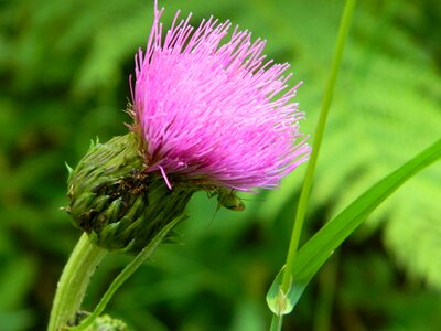 Thistle green meadow photo
