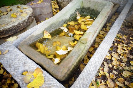 Sink autumn small fresh