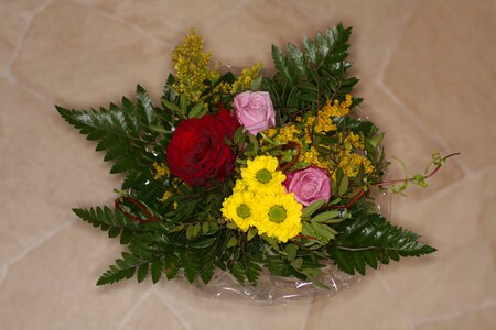 Macro roses fern