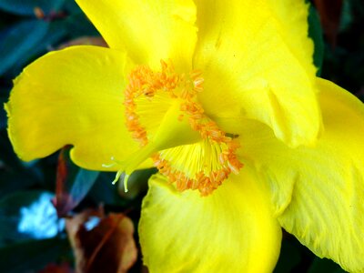 Bright and dark kelly november flowering photo