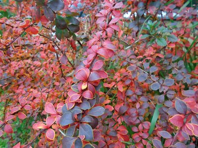 Garden autumn red