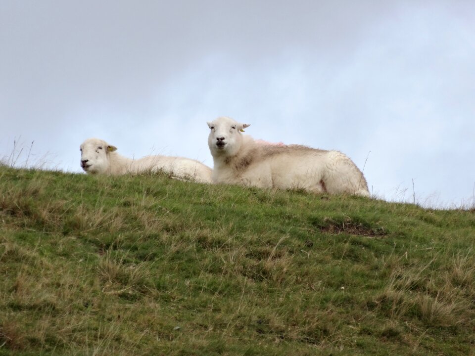 Wool outdoors snowdonia