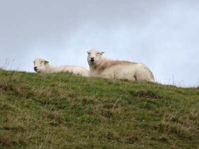 Wool outdoors snowdonia