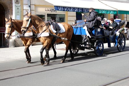 Coach horses innsbruck photo