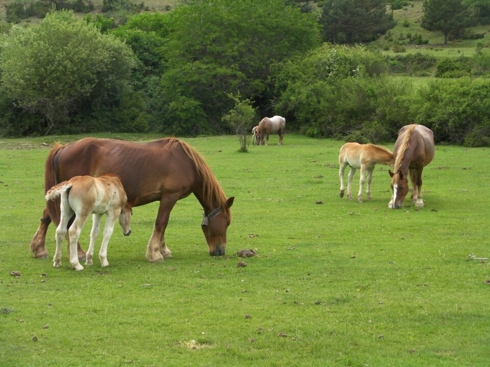 Nature farm mammal animal