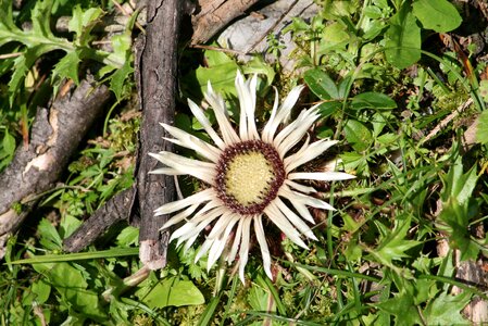 Alpine flowers silver thistle meadow flower