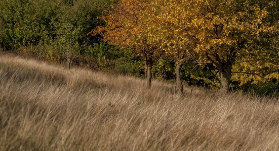 Landscape nature yellow
