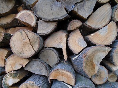 Nature cut firewood photo