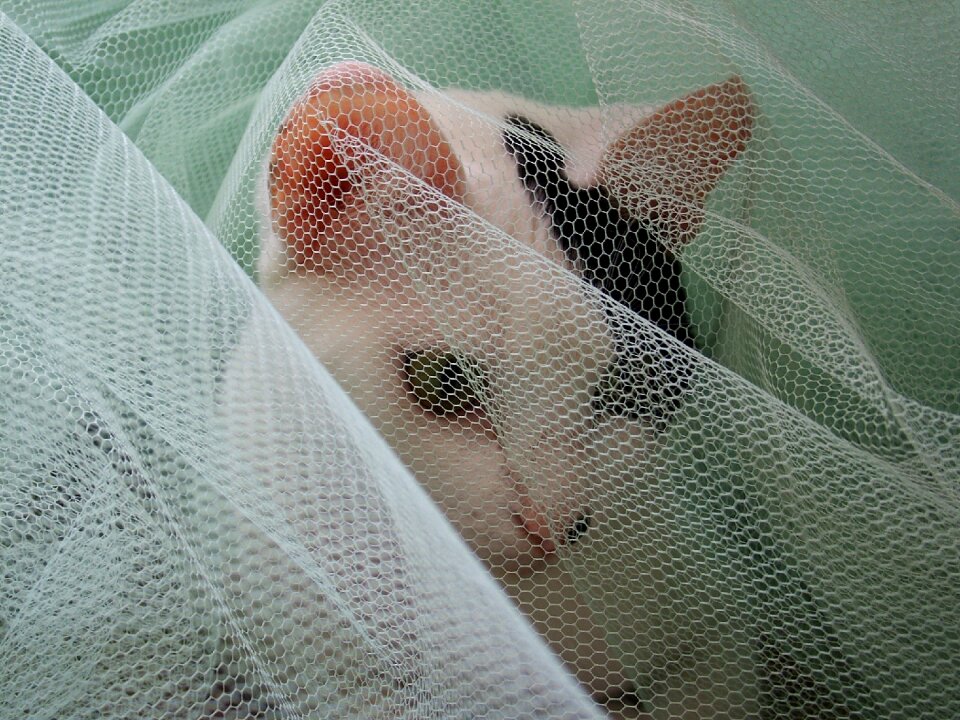 Veil white hiding