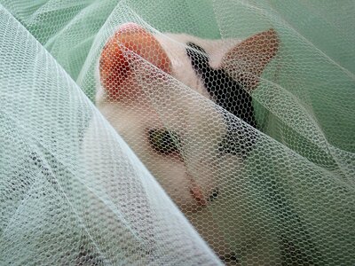 Veil white hiding