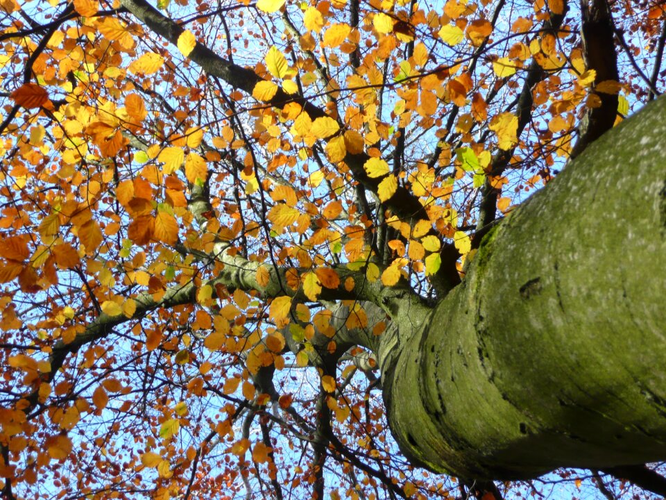Tree autumn foliage
