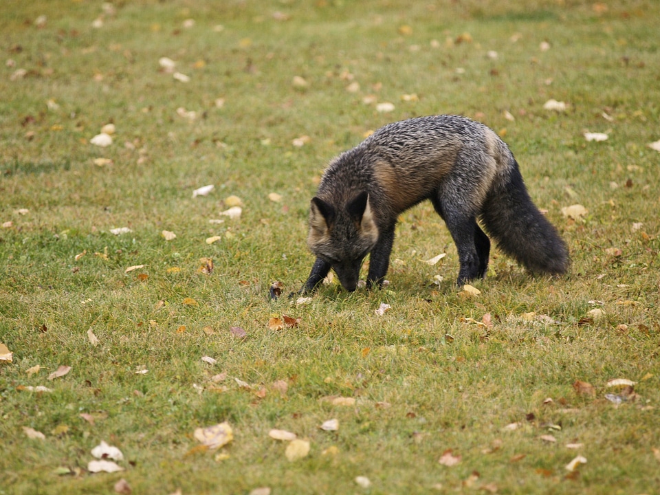 Hungry wild life wild life predator