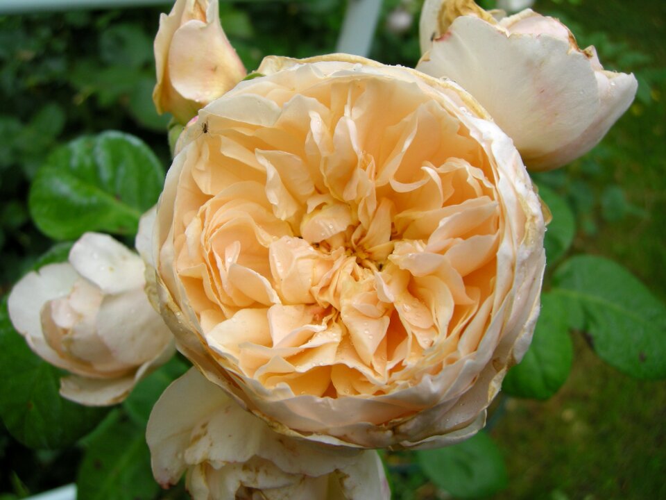 Blossom bloom english rose