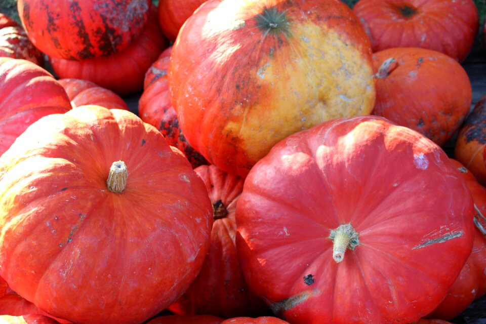 Pumpkins autumn harvest