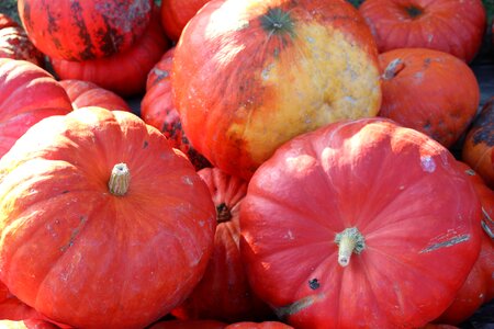 Pumpkins autumn harvest