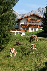 Mountains alpine scenery nature