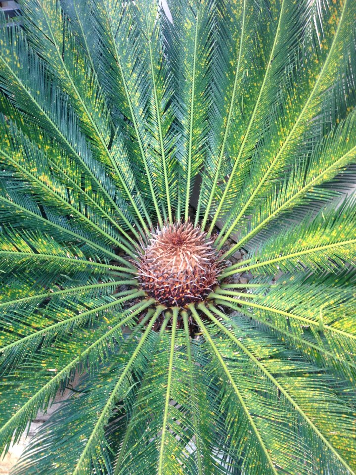 Sago brazil garden