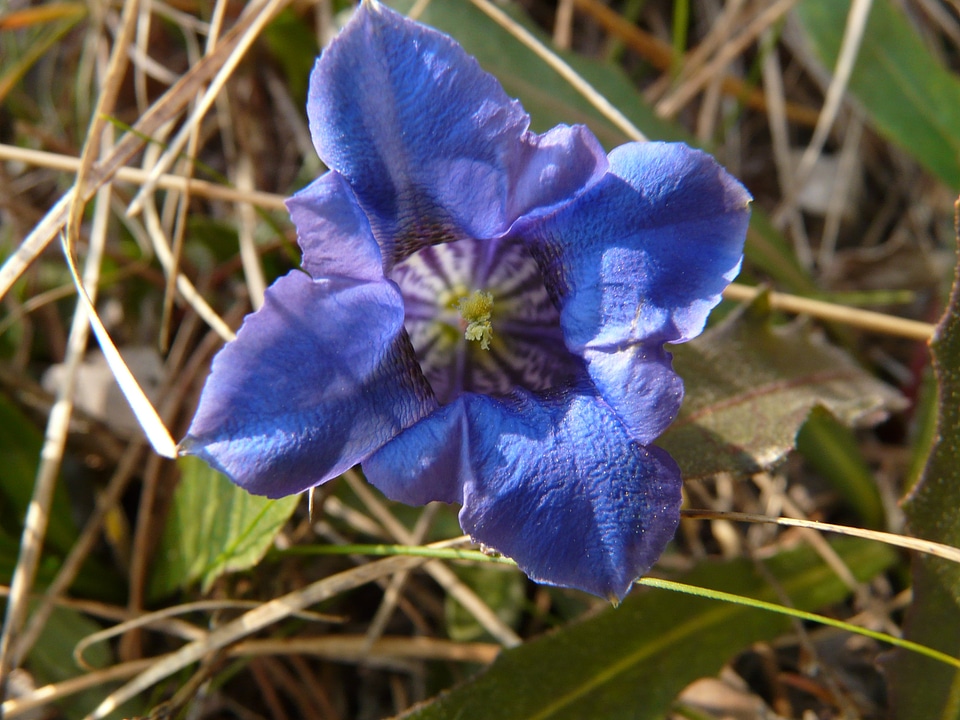 Wild flower alpine alphabet