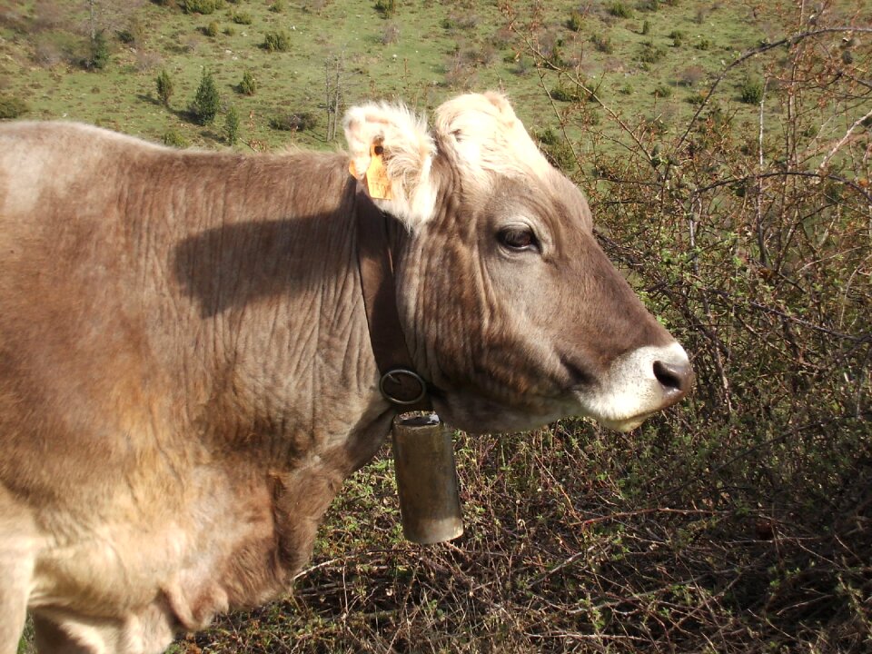 Nature animals prairie