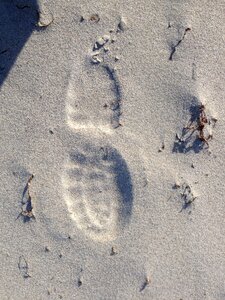 Tracks in the sand shoes male photo