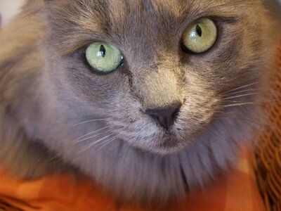 Pet domestic animal long-haired cat