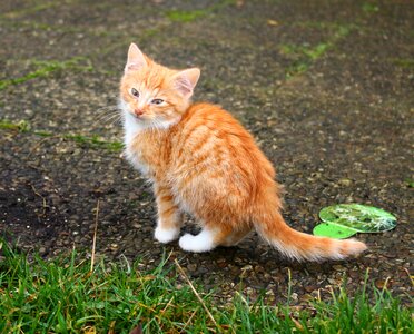 Red mackerel tabby mackerel cat portrait photo