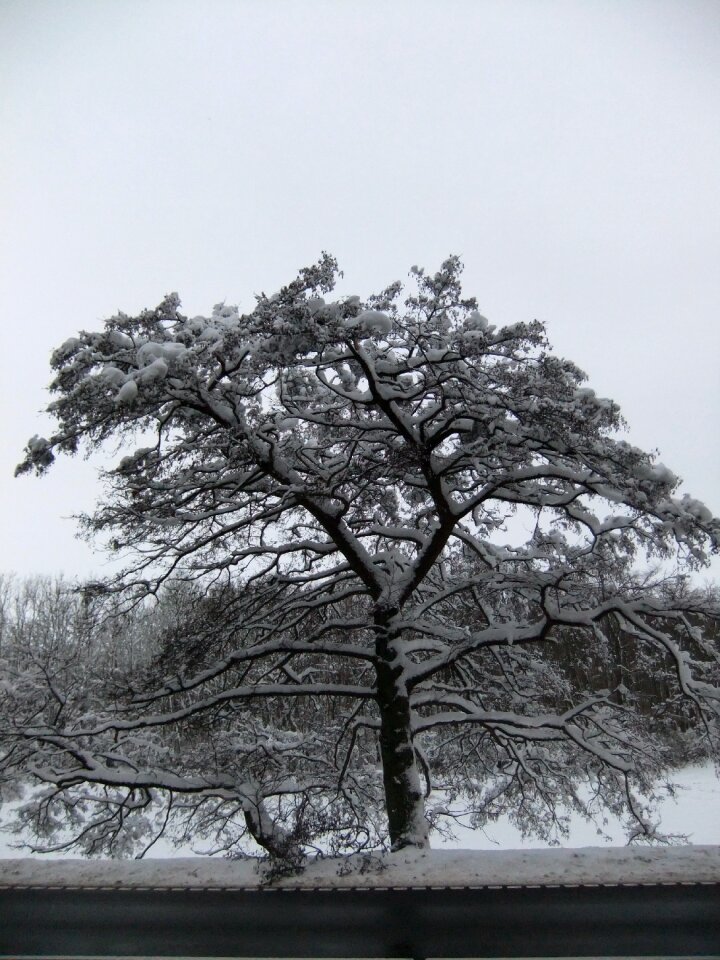 Tree frost