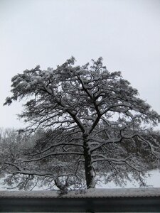 Tree frost photo