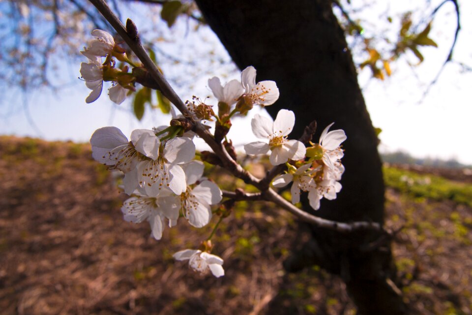 Flowers nature white