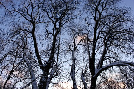 Nature tribe branches
