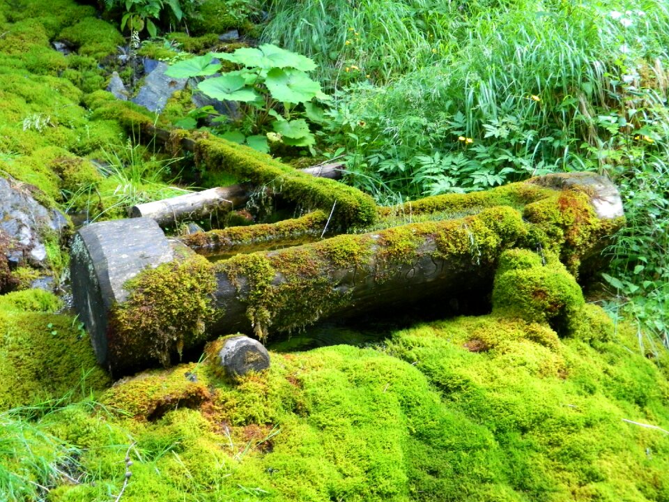 Water moss green photo