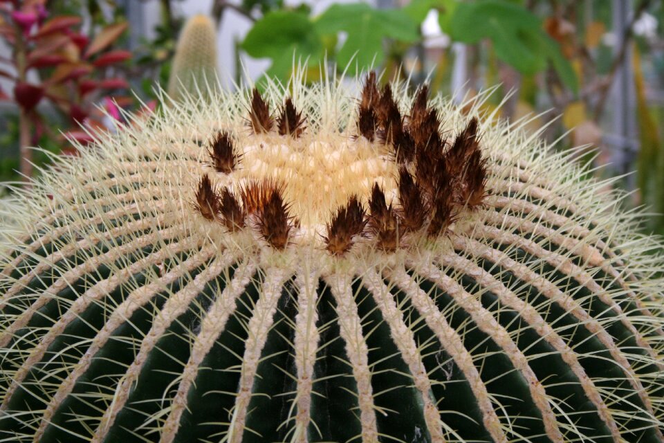 Golden barrel echinocactus floral