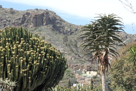 Landscape canary islands views