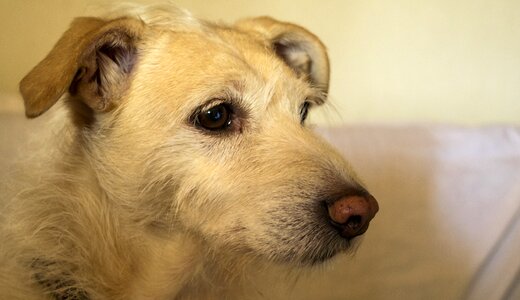 Terrier cute white