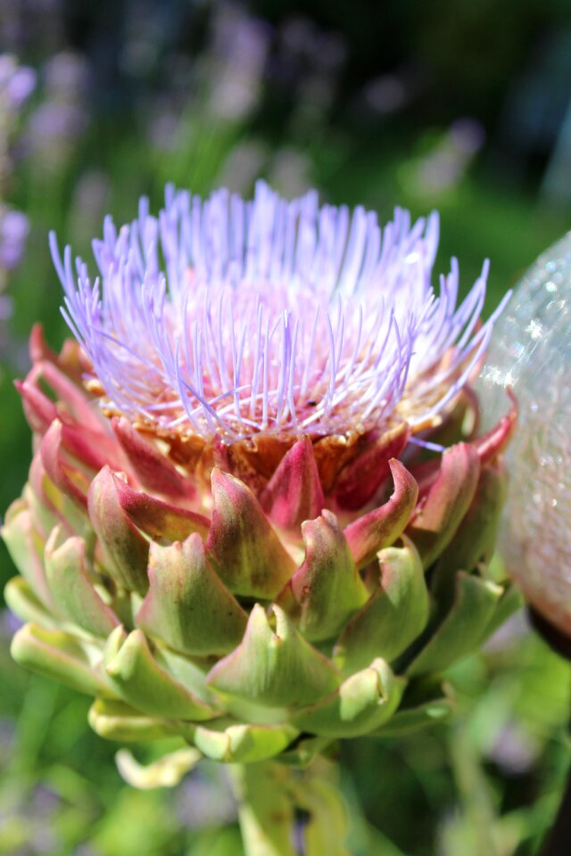 Bloom close up the asteraceae family
