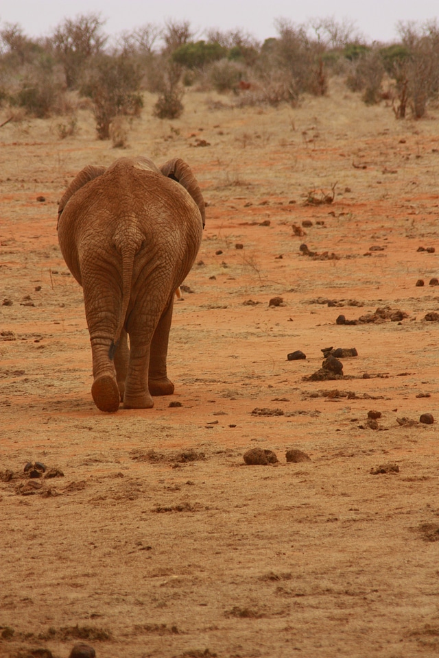 Wild mammal safari