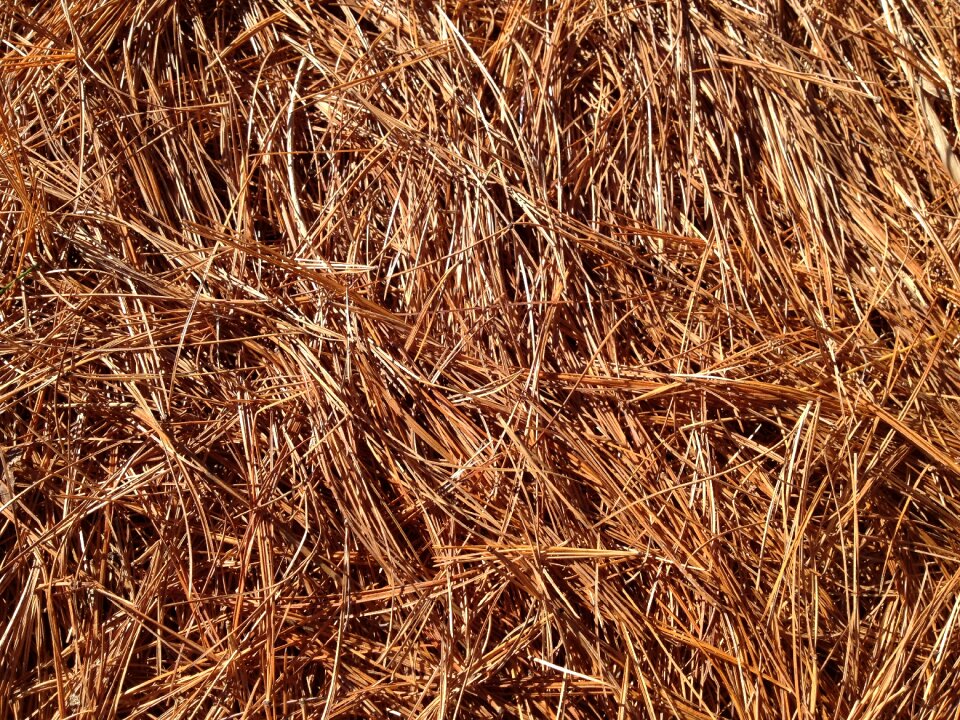 Pine forest leaves