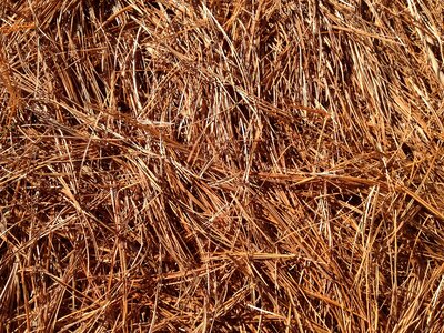 Pine forest leaves