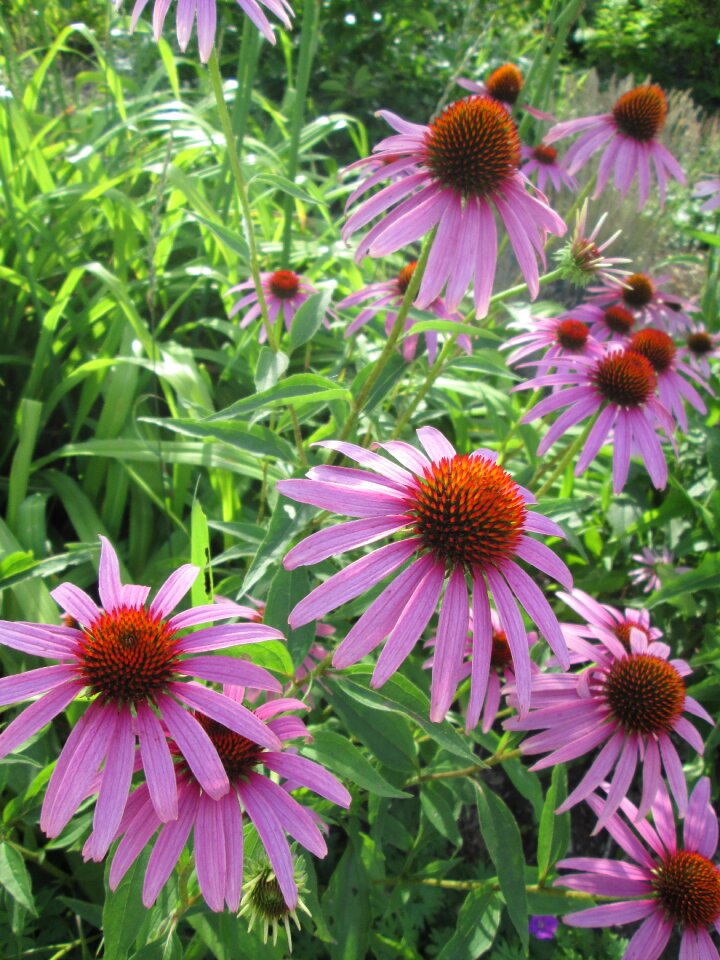 Garden blooms flowers
