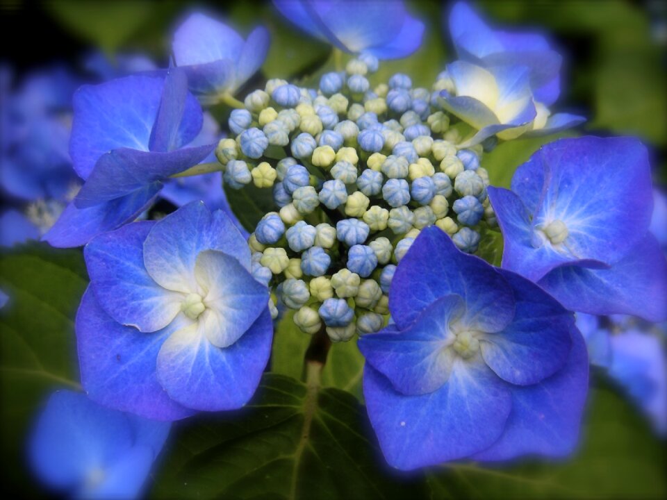 Flower greenhouse hydrangea inflorescence