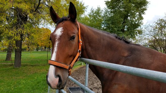 Mare nature ride photo