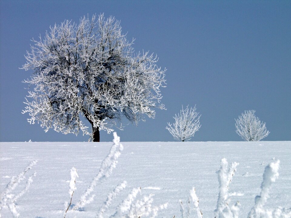 Tree wintry freezing temperatures