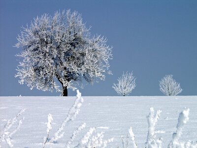 Tree wintry freezing temperatures photo