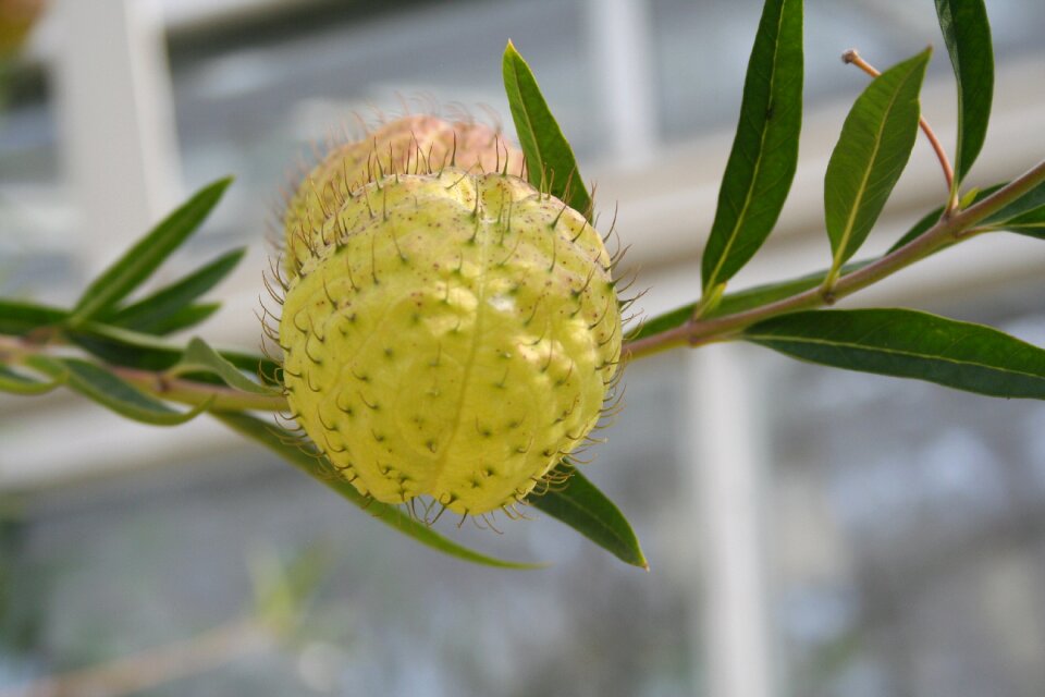 Flower floral tree