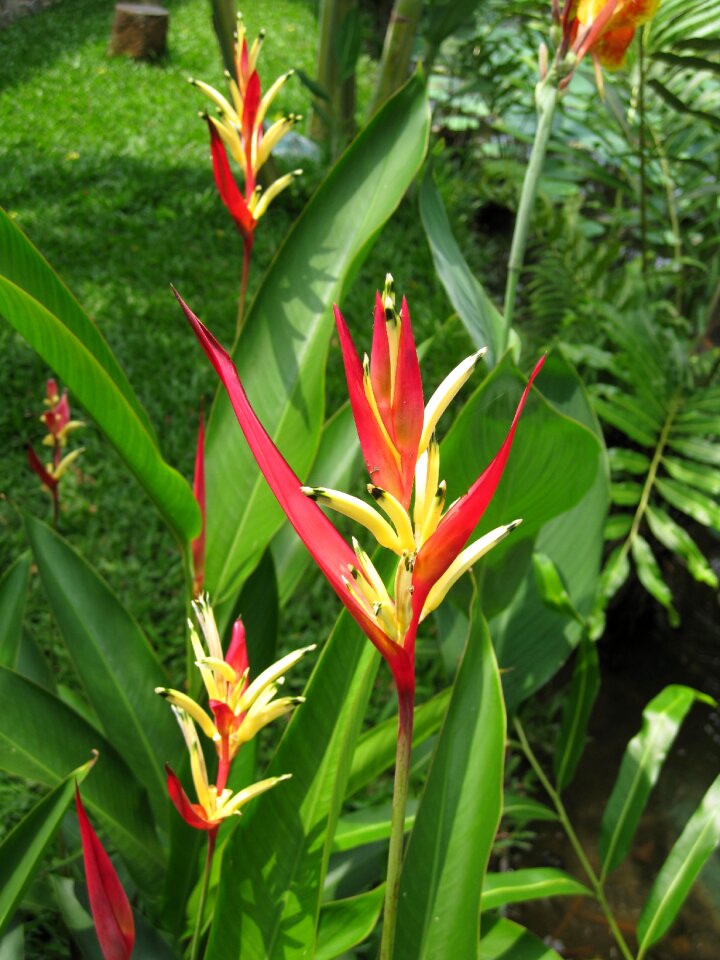 Flowers the nature exotic plant