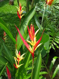 Flowers the nature exotic plant photo