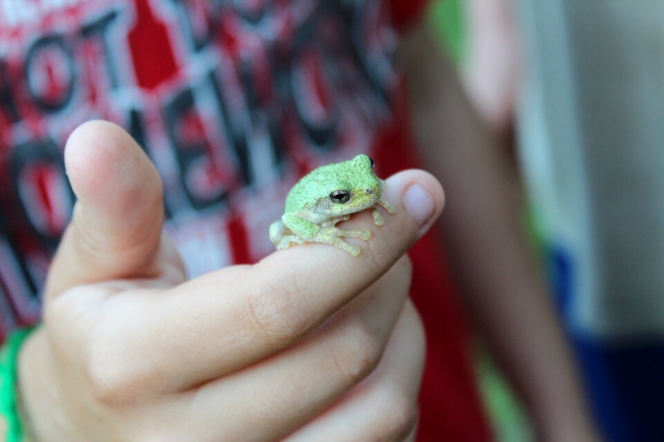 Close up amphibian