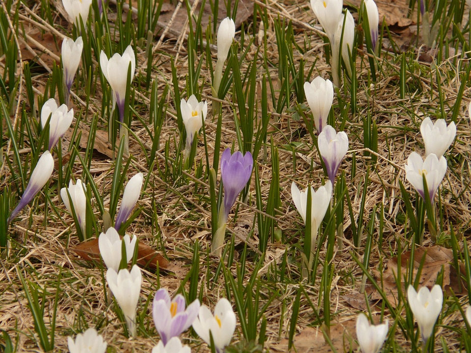 Flower flora bloom